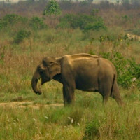 19 injured in Kapilvastu bus accident